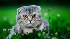 Scottish fold macska (fotók): néhány boldogság